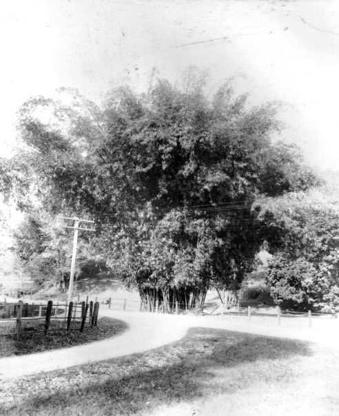 Governor's House, St. Anns. View near Thought to be the junction of St. Ann's Road and the Savannah.jpg